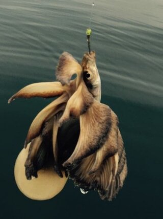 海でキスの泳がせ釣りをしていたら二回連続で変な生き物が捕食 し Yahoo 知恵袋
