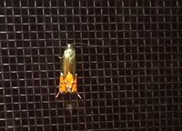 この蛾は何ていう蛾ですか 黄金虫みたいな黄緑の光沢に 羽先がオ Yahoo 知恵袋