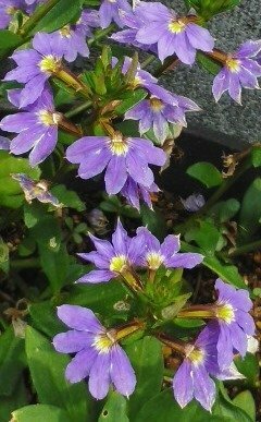 花壇に咲く紫色の扇型の小さな花の名前をおしえてください Yahoo 知恵袋