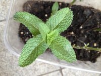 ペパーミントの葉が 点々と白くなっています 病気でしょうか それ Yahoo 知恵袋