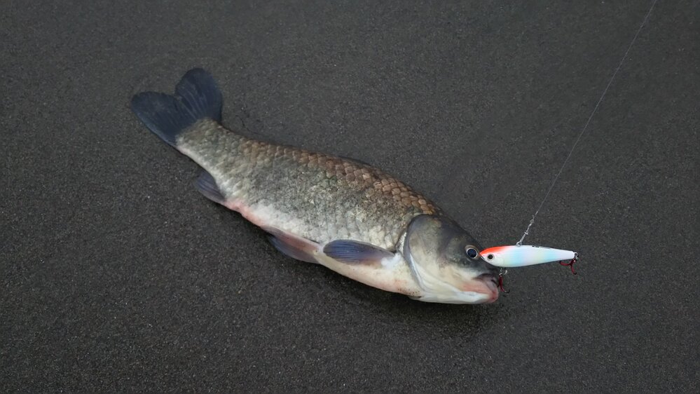 昨日海釣りしていたら コイ フナ 淡水魚みたいな魚が釣れ 画像 Yahoo 知恵袋