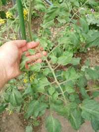 庭でミニトマトを露地栽培していますが 最近上の方の葉が縮れてきたように見 Yahoo 知恵袋