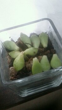 多肉植物の葉挿し写真 しわしわについて質問です 葉挿ししているのですが Yahoo 知恵袋