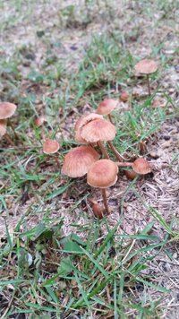 長雨続きで庭の芝生ににキノコが生えましたhttp I Imgur C Yahoo 知恵袋