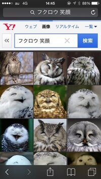 フクロウって笑うんですか 笑ってるように見えるフクロウさ Yahoo 知恵袋