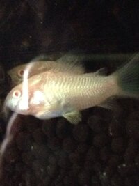 手前の白コリのエラの下の部分が膨らんでいます これは病気でしょうか Yahoo 知恵袋