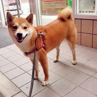 私の柴犬です ２歳２ヵ月の雌です この子は太っていますか Yahoo 知恵袋
