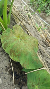 我が家の家庭菜園です 今年初めて里芋を植えました 葉っぱが変色 Yahoo 知恵袋