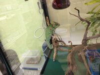 静岡県の熱帯魚 爬虫類両生類点でお勧めできる店 教えてください 専門店じゃな Yahoo 知恵袋