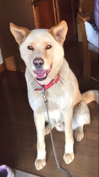 この犬は雑種なんでしょうけど 何と何のハーフなのでしょう 中型 Yahoo 知恵袋