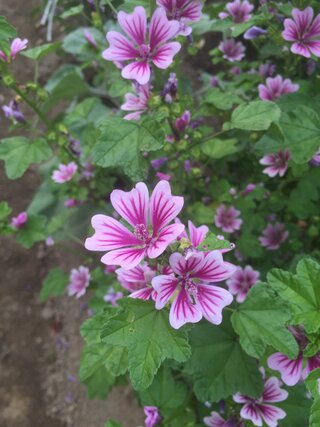 この紫の花の名前を教えてください 野菜の花 ゼニアオイで Yahoo 知恵袋