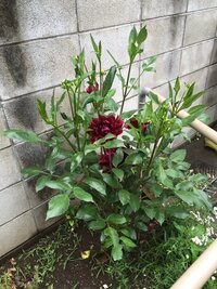 鉢植え黒蝶ダリアの育て方がわかりません 花が付いたものは買ってはいけないと Yahoo 知恵袋