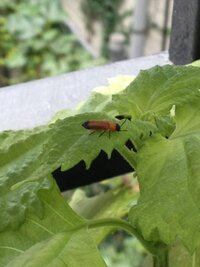 シソの葉が虫に食べられぼろぼろなのですが姿が見えません どのような虫が食べるの Yahoo 知恵袋