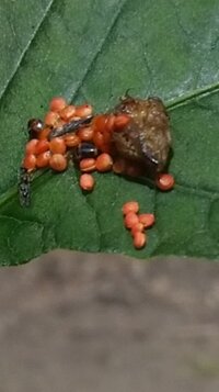 今日 葉っぱの上に赤いむしのたまごのようなものがびっっしり付着 Yahoo 知恵袋