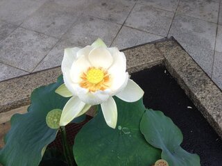 蓮についての素朴な質問です お寺の池などに行くと蓮の花が咲いて Yahoo 知恵袋