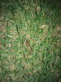 芝生の害虫についての質問です 夜の芝生になめくじのような虫がいたんですが Yahoo 知恵袋