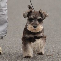 ミニチュアシュナウザーについて教えてください 犬を飼いたいと思 Yahoo 知恵袋