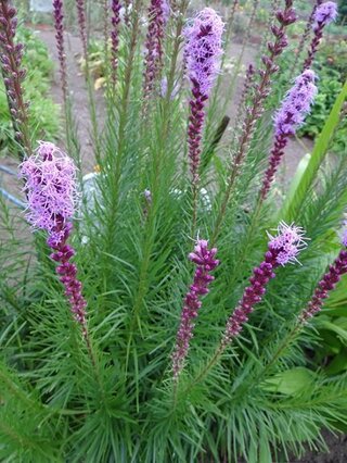 花の名前を教えて下さい 今の時期に咲く紫色の花です 写真を添付 Yahoo 知恵袋