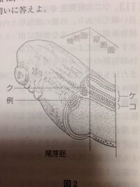高校生物 カエルの発生についての質問です 画像は尾芽胚の Yahoo 知恵袋