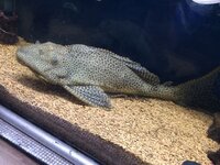 飼育下での寿命が５年以上で大きさが最大でも10cm程度の魚って Yahoo 知恵袋