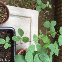 以前ひょろひょろ枝豆をどうしたらいいか投稿したものです が 茎 Yahoo 知恵袋