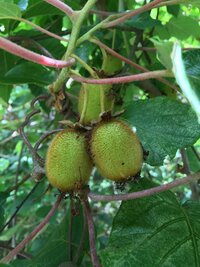 散歩中に キウイの様な実を見つけました 何の実かご存知の方いら Yahoo 知恵袋