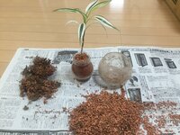 セラミス寄せ植えでの水やりの量について 観葉植物を初めて育てている初 Yahoo 知恵袋