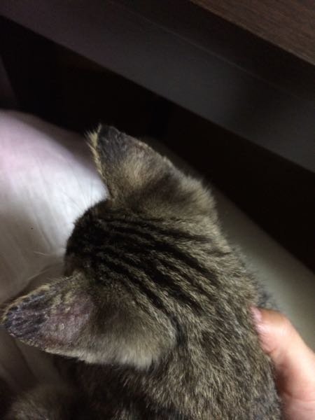 猫を拾いました。 - 耳の先っぽに毛がなくザラついています皮膚 
