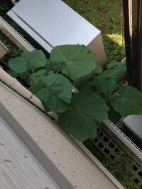 家の裏にこんな大きな雑草 が 生えていました なんという種類の植物か Yahoo 知恵袋