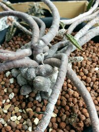海外在住で塊根植物を育てています 日本の植物のカタカナの名前は英語の発音と Yahoo 知恵袋