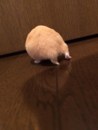キンクマハムスターメスのおしりが腫れてる 飼い始めて約8ヶ Yahoo 知恵袋