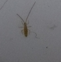 これは ゴキブリの赤ちゃんですか 最近よく室内で見かけて Yahoo 知恵袋