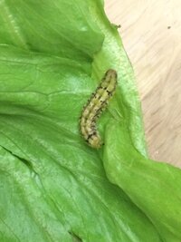 これは何の幼虫でしょうか 家に転がっていて 息子が可愛がってい Yahoo 知恵袋