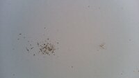 写メ有り 閲覧注意 これクモの卵でしょうか 引っ越してきて二年 押し入 Yahoo 知恵袋