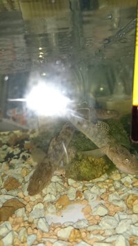 ウキゴリと混泳させてもよい魚介類は居ますでしょうか ウキゴリの Yahoo 知恵袋