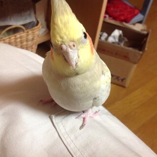 オカメインコに嫌われているのでしょうか 現在オカメインコ 生後約10ヶ月 Yahoo 知恵袋