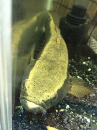 飼っている魚の口のケガ について質問です ふと魚を見てみると口元が白くな Yahoo 知恵袋