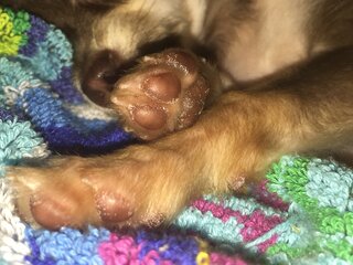 犬の肉球に白いカビのような点々があります 生後4ヶ月ほどの犬でおとといペ Yahoo 知恵袋