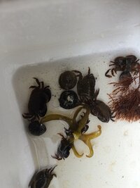 磯でとった海のカニの飼育は難しいですか 昨日大田区の京浜島公園の磯で Yahoo 知恵袋