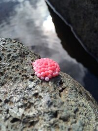 虫の卵 何の虫の卵でしょうか 池がある公園の岩や草に大量に付着していまし Yahoo 知恵袋