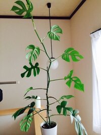 モンステラを育てています しかし 写真のように1箇所のみから縦にば Yahoo 知恵袋