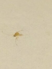 家の中を小さい虫が飛んでいます 羽根が透明で茶色っぽいです 飛ぶ動きも遅 Yahoo 知恵袋