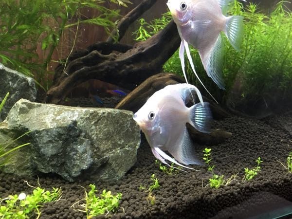 90cm水槽の飼育生体数一ヶ月前からアクアリウムをはじめました。何 
