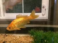 金魚とドジョウの混泳について アドバイスお願い致します 現在６ Yahoo 知恵袋