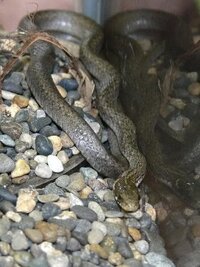 今ヒバカリを飼育していまして オスメス判別がわかるひと教えてく 蛇の Yahoo 知恵袋