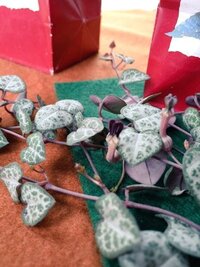 フウセンカズラの種に 白いハート型の模様があるのは何故ですか 黒 Yahoo 知恵袋