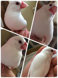 文鳥が足を引きずっています昨日まではなにもなかったのに朝起きた Yahoo 知恵袋