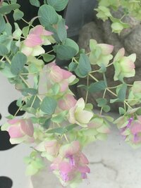 この植物の名前を教えてください オレガノ ケントビューテ Yahoo 知恵袋