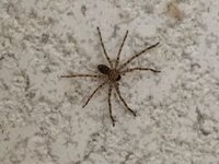 家を掃除してたら2 3cmくらいの蜘蛛がいたんですが これはア Yahoo 知恵袋