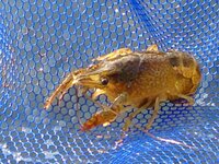 アメリカザリガニに似ている生き物に出会いました 色は赤くなく土色というか ア Yahoo 知恵袋